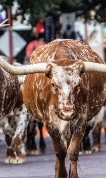 Several longhorns walking down Fort Worth street